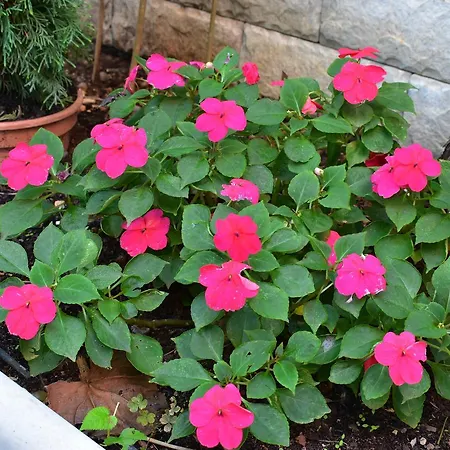 Apartments Zara Appartement Zadar