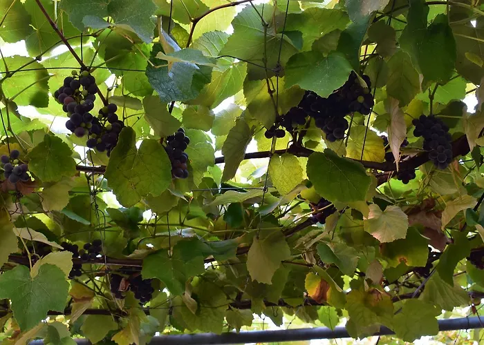 Apartments Zara زادار