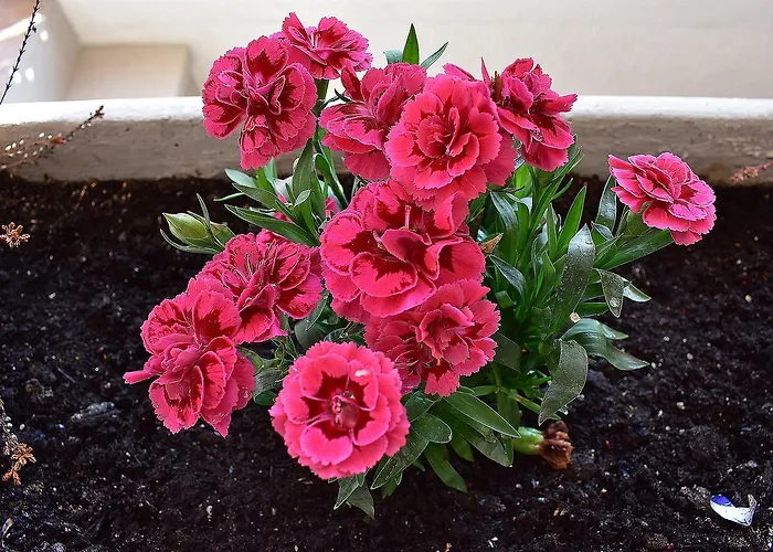 דירה Apartments Zara זאדאר